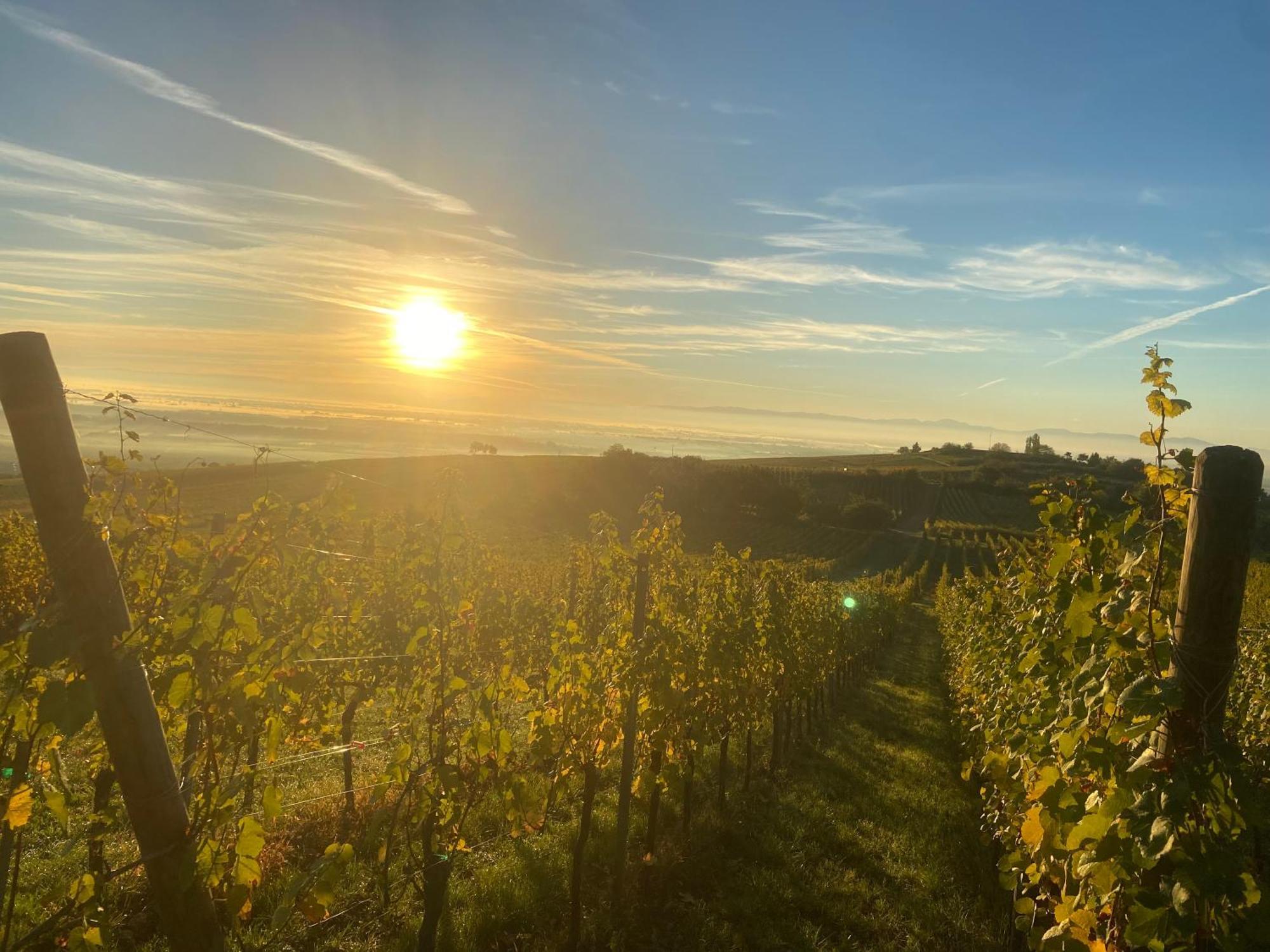 Charmant Et Chaleureux Gite Dans Le Vignoble Sigolsheim Exterior foto